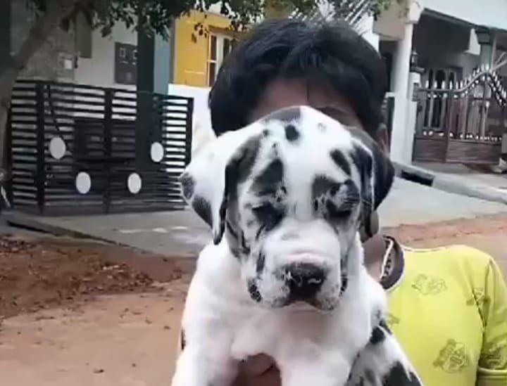 Purchase KCI Registered Great Dane Puppy from Vizag